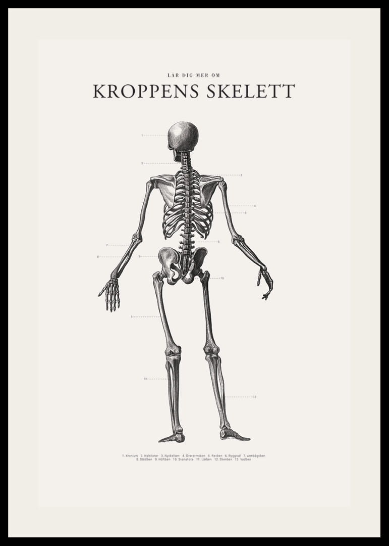 Detaljerad svartvit illustration av människoskelett bakifrån-12