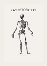 Detaljerad svartvit illustration av människoskelett bakifrån-3