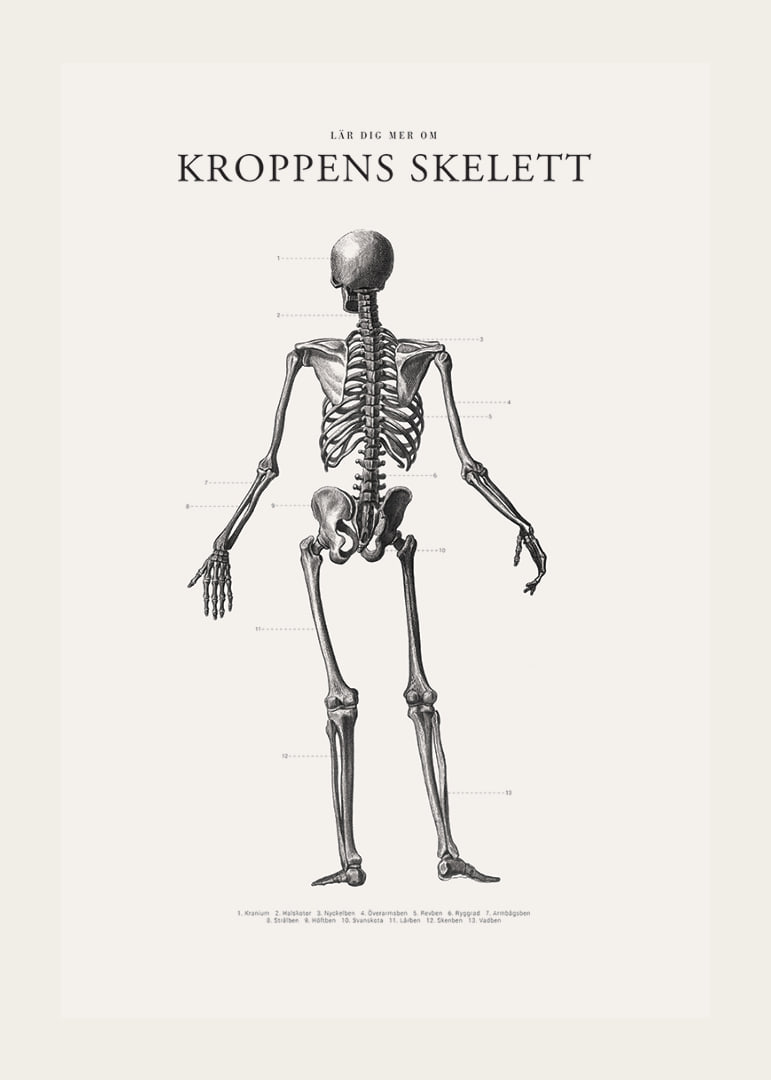 Detaljerad svartvit illustration av människoskelett bakifrån-12