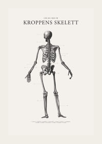 Detaljerad svartvit illustration av människoskelett bakifrån-3