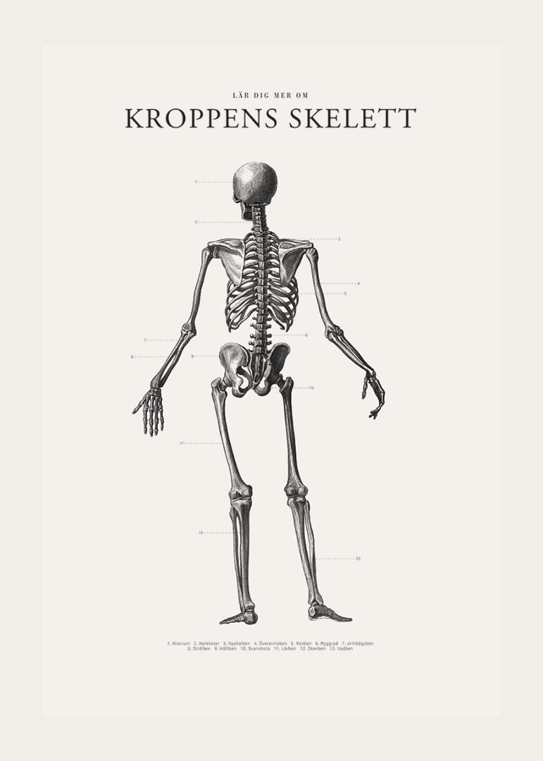 Detaljerad svartvit illustration av människoskelett bakifrån-12