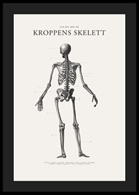 Detaljerad svartvit illustration av människoskelett bakifrån-4