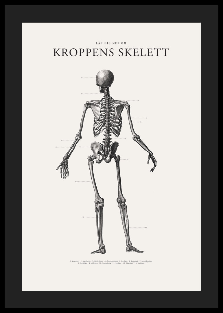 Detaljerad svartvit illustration av människoskelett bakifrån-12