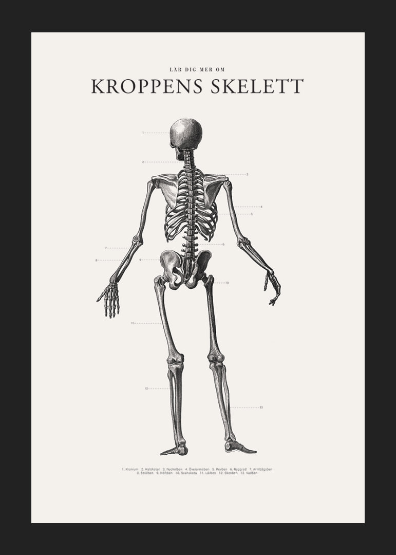 Detaljerad svartvit illustration av människoskelett bakifrån-12