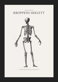 Detaljerad svartvit illustration av människoskelett bakifrån-5