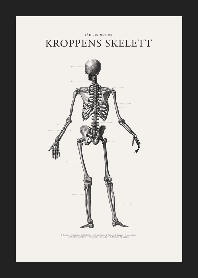 Detaljerad svartvit illustration av människoskelett bakifrån-12