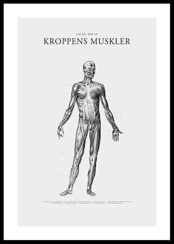 Poster Kroppens Muskler Framsida