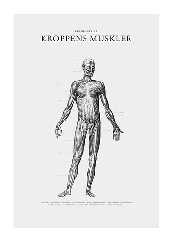 Poster Kroppens Muskler Framsida