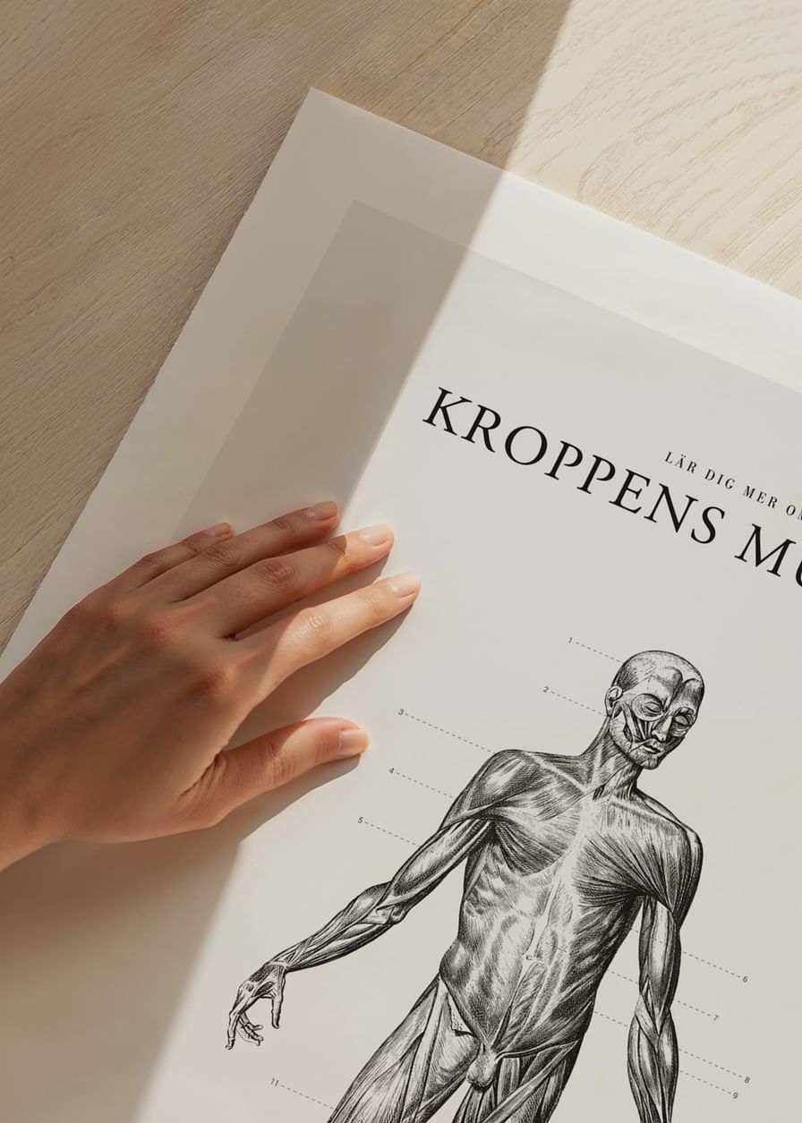 Kroppens Muskler Framsida-12