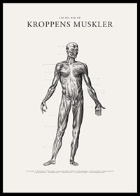 Detaljerad anatomisk illustration av kroppens framsida i svartvitt-6