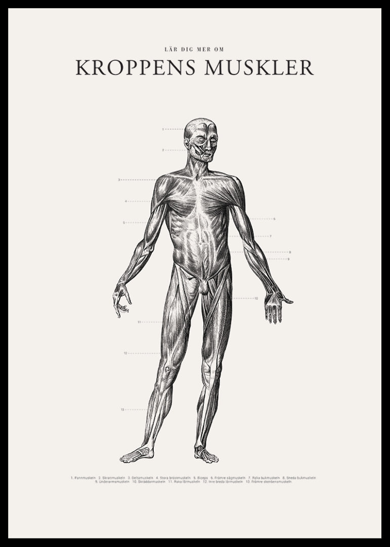 Detaljerad anatomisk illustration av kroppens framsida i svartvitt-12