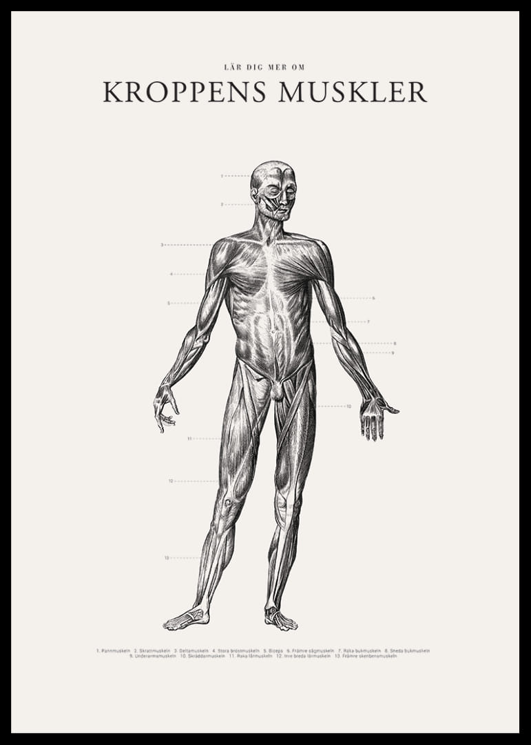Detaljerad anatomisk illustration av kroppens framsida i svartvitt-12