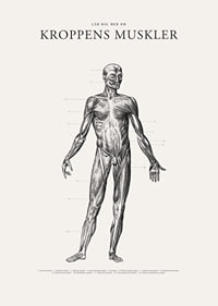 Detaljerad anatomisk illustration av kroppens framsida i svartvitt-7