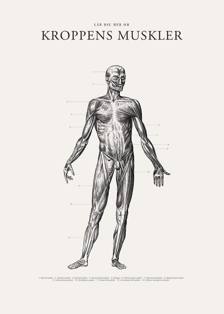 Detaljerad anatomisk illustration av kroppens framsida i svartvitt-12