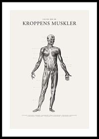 Detaljerad anatomisk illustration av kroppens framsida i svartvitt-0