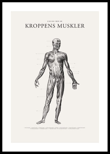 Poster Kroppens Muskler Framsida