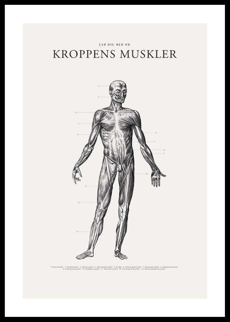 Detaljerad anatomisk illustration av kroppens framsida i svartvitt-12