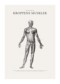 Detaljerad anatomisk illustration av kroppens framsida i svartvitt-1