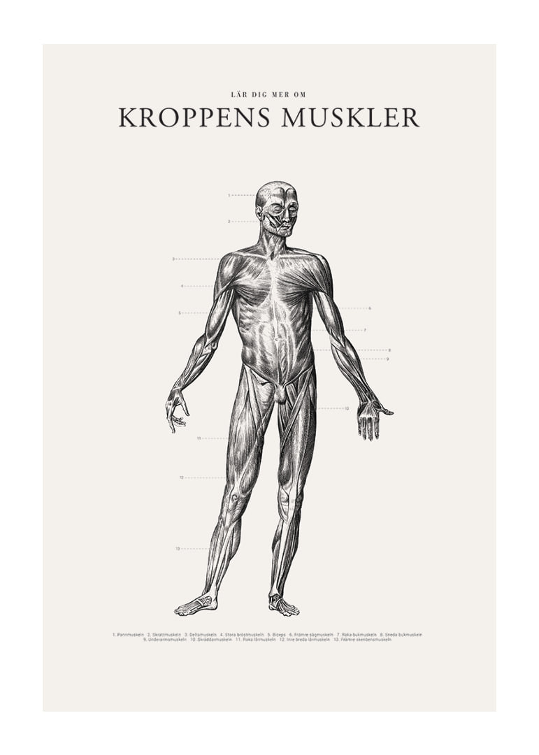 Detaljerad anatomisk illustration av kroppens framsida i svartvitt-12