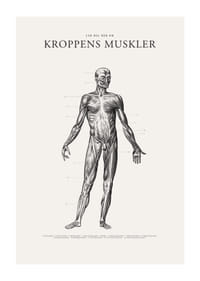 Detaljerad anatomisk illustration av kroppens framsida i svartvitt-1
