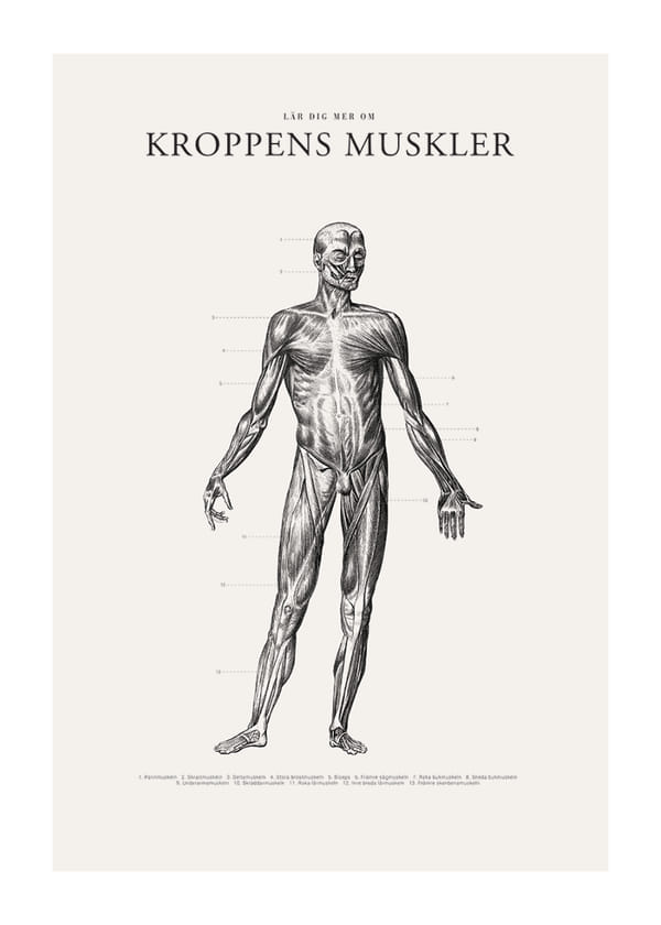 Poster Kroppens Muskler Framsida
