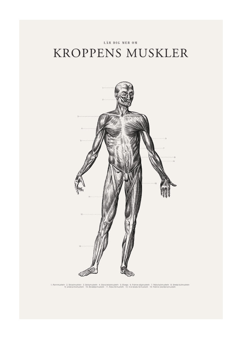 Detaljerad anatomisk illustration av kroppens framsida i svartvitt-12