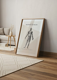 Detaljerad anatomisk illustration av kroppens framsida i svartvitt-8