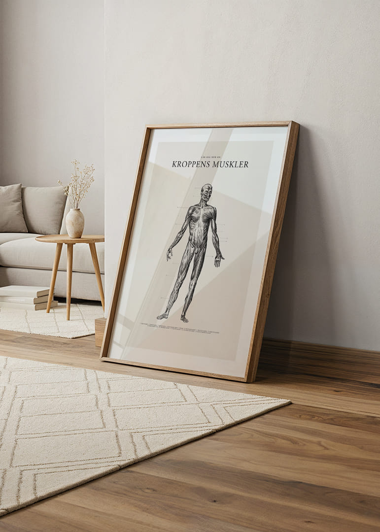 Detaljerad anatomisk illustration av kroppens framsida i svartvitt-12