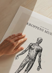 Detaljerad anatomisk illustration av kroppens framsida i svartvitt-9
