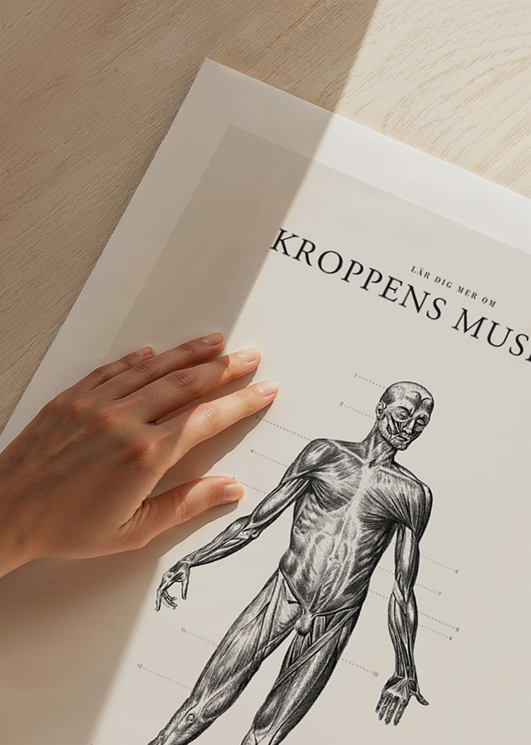 Detaljerad anatomisk illustration av kroppens framsida i svartvitt-12