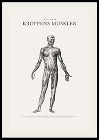 Detaljerad anatomisk illustration av kroppens framsida i svartvitt-2
