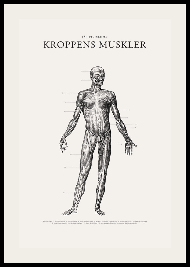 Detaljerad anatomisk illustration av kroppens framsida i svartvitt-12