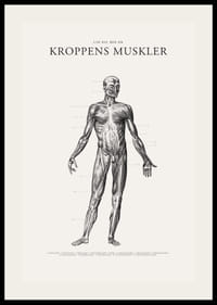 Detaljerad anatomisk illustration av kroppens framsida i svartvitt-2