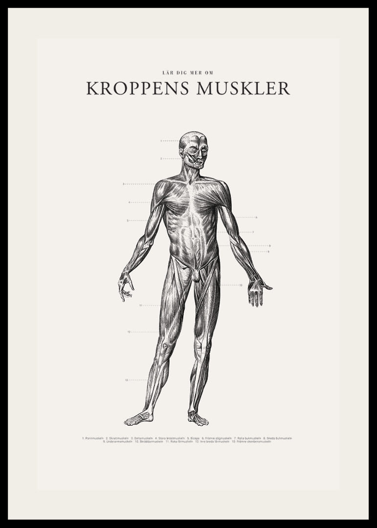 Detaljerad anatomisk illustration av kroppens framsida i svartvitt-12