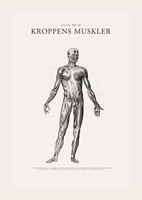 Detaljerad anatomisk illustration av kroppens framsida i svartvitt-3