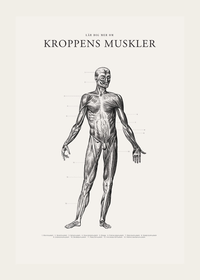 Detaljerad anatomisk illustration av kroppens framsida i svartvitt-12