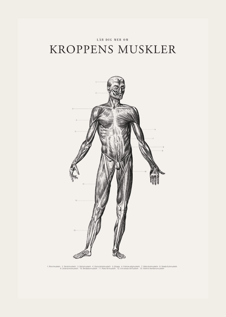 Detaljerad anatomisk illustration av kroppens framsida i svartvitt-12