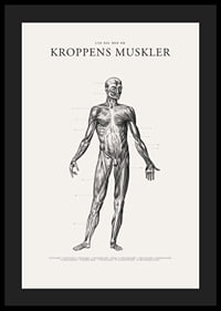 Detaljerad anatomisk illustration av kroppens framsida i svartvitt-4