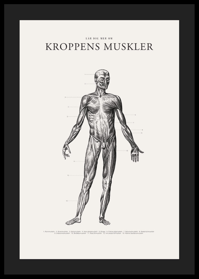 Detaljerad anatomisk illustration av kroppens framsida i svartvitt-12
