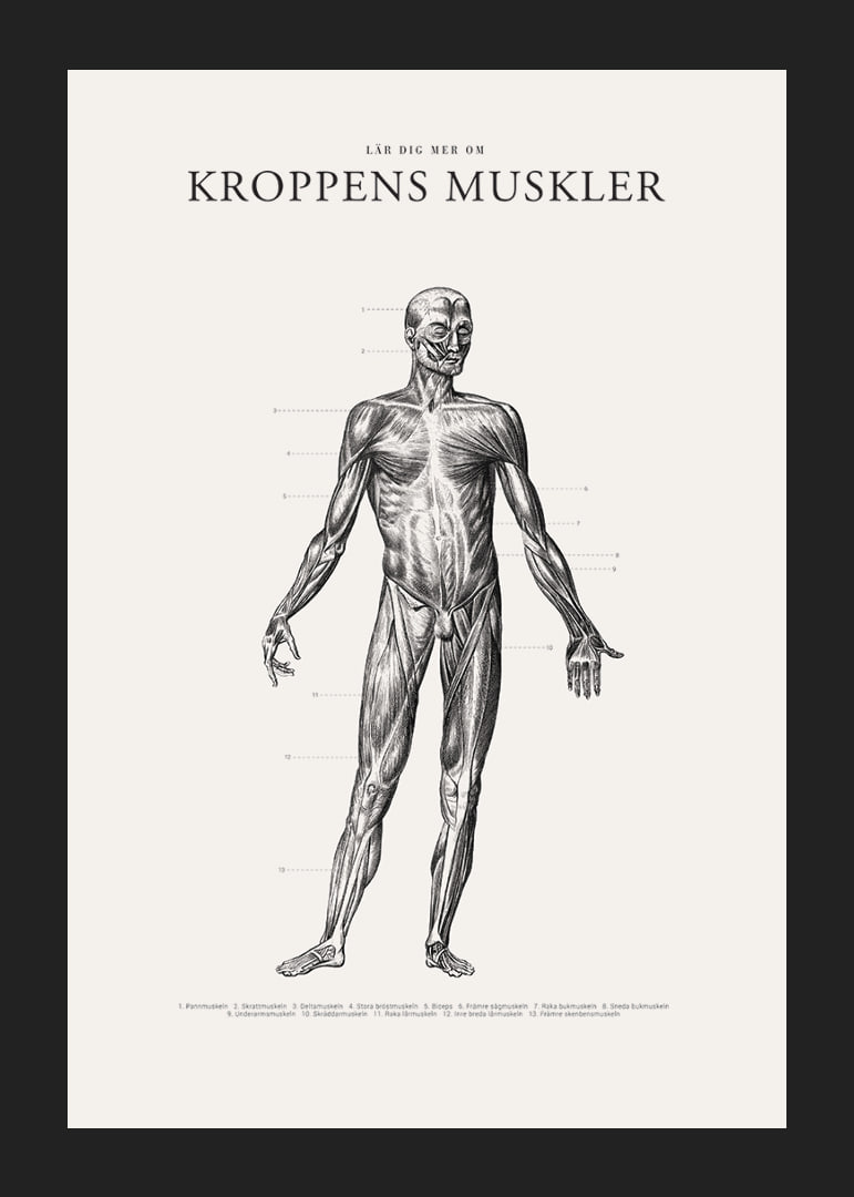 Detaljerad anatomisk illustration av kroppens framsida i svartvitt-12