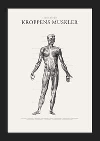 Detaljerad anatomisk illustration av kroppens framsida i svartvitt-5