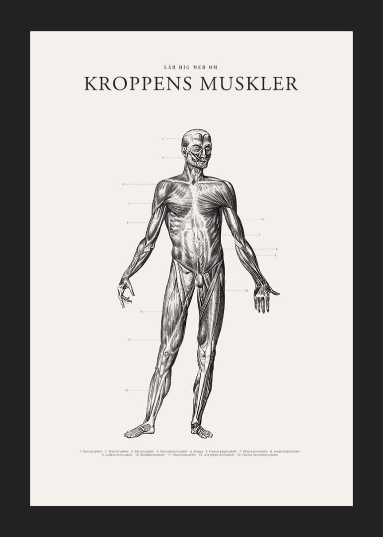 Detaljerad anatomisk illustration av kroppens framsida i svartvitt-12