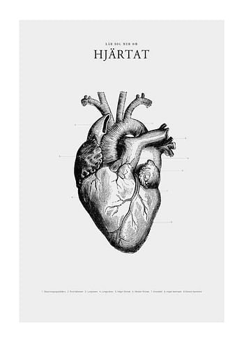 Poster Hjärtat
