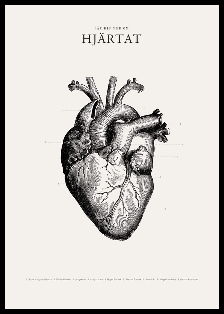 Detaljerad illustration av mänskligt hjärta i svartvitt-12