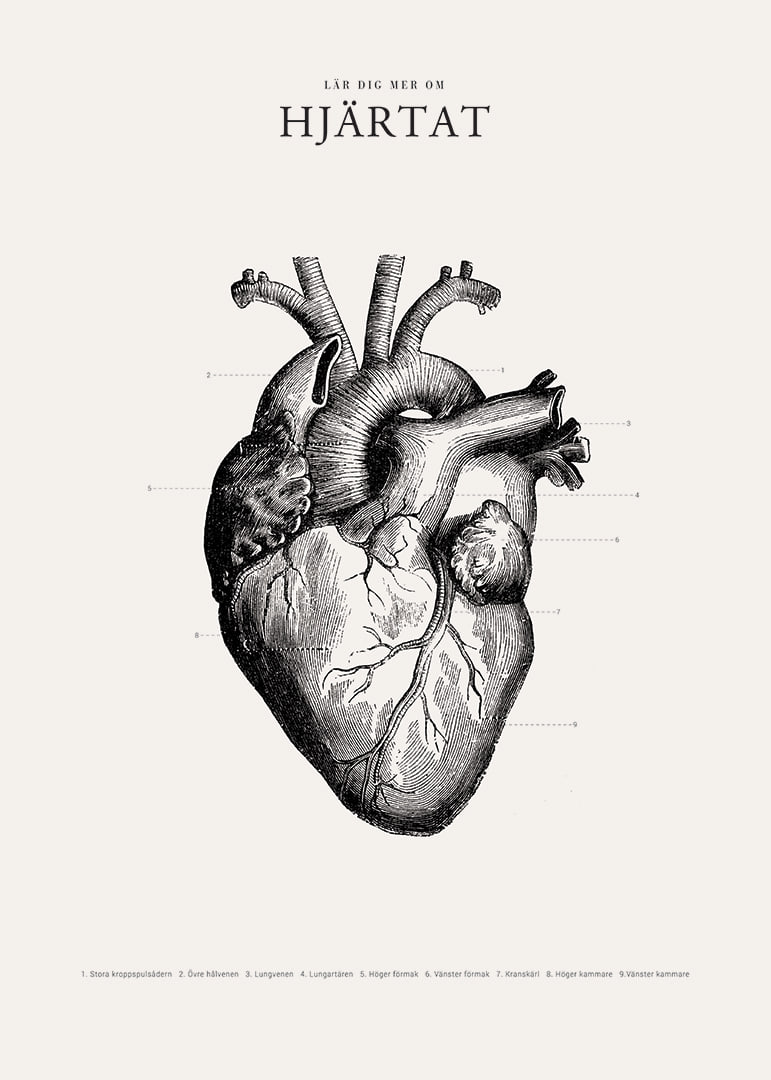 Detaljerad illustration av mänskligt hjärta i svartvitt-12