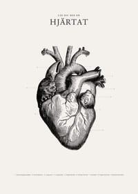 Detaljerad illustration av mänskligt hjärta i svartvitt-3