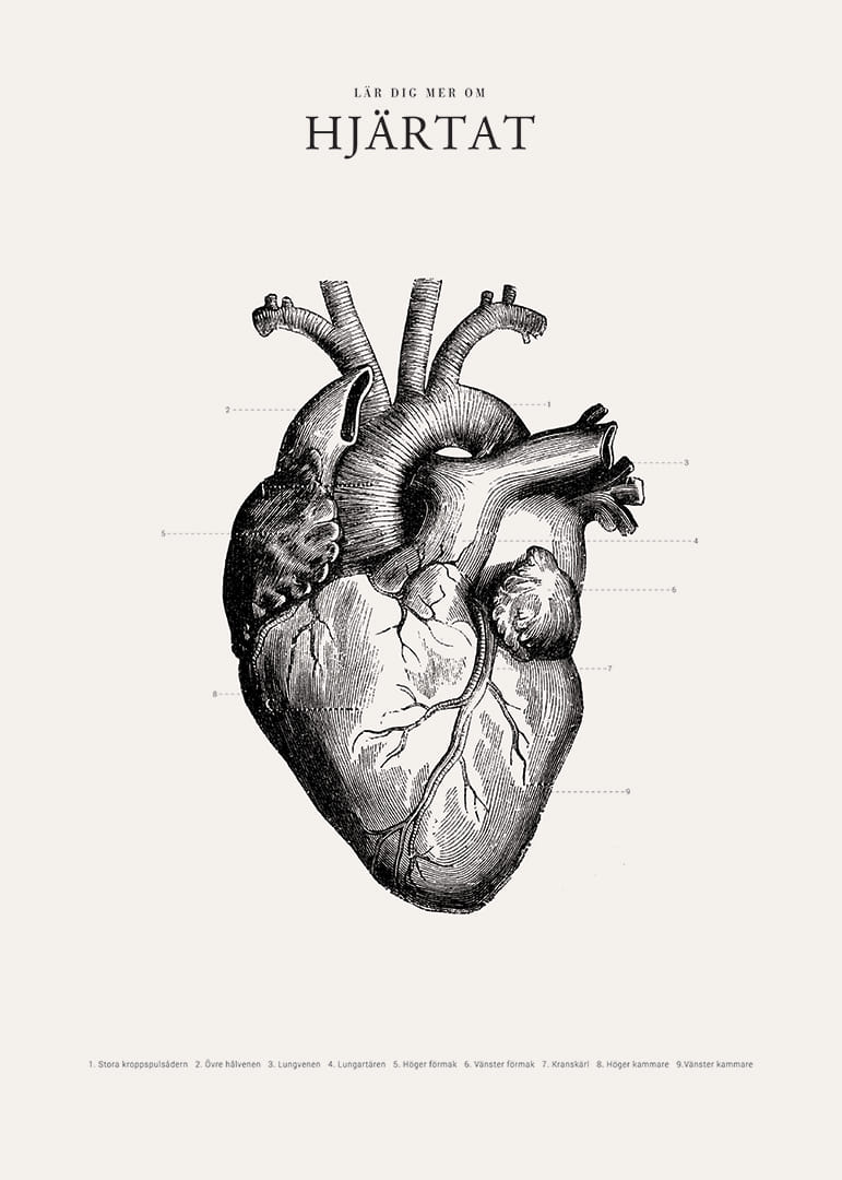 Detaljerad illustration av mänskligt hjärta i svartvitt-12