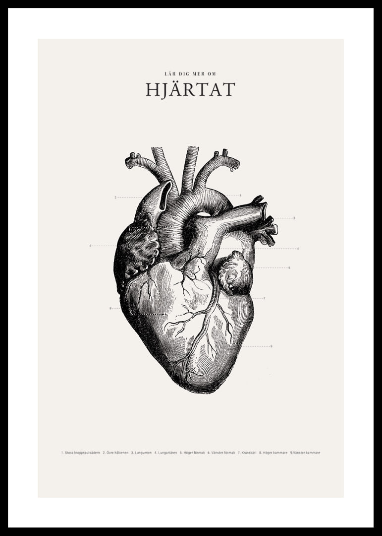 Detaljerad illustration av mänskligt hjärta i svartvitt-12