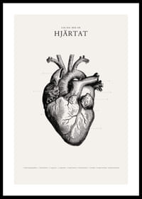 Detaljerad illustration av mänskligt hjärta i svartvitt-0