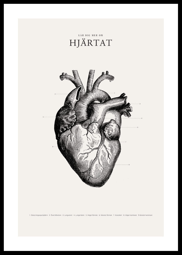 Detaljerad illustration av mänskligt hjärta i svartvitt-12
